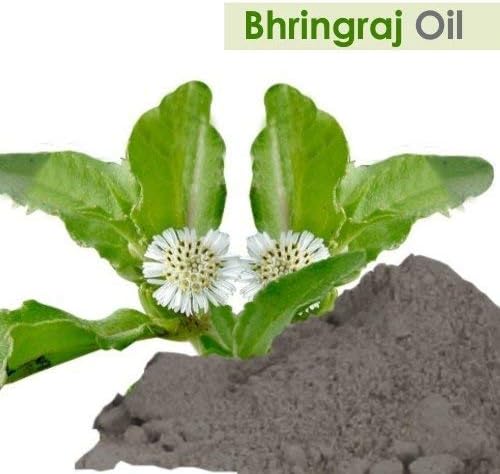 Salvia Bhringraj Oil (Eclipta alba) 100% Pure & Natural - Undiluted Uncut Cold Pressed Premium Oil Use for Aromatherapy, Skin Care & Hair - Therapeutic Grade (3.38 Fl Oz with dropper)