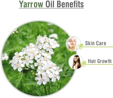 Yarrow Essential Oil (Achillea millefolium) Pure & Natural - Undiluted Uncut Premium Oil -Therapeutic Grade- Use for Aromatherapy (1 Fl Oz (Pack of 1))