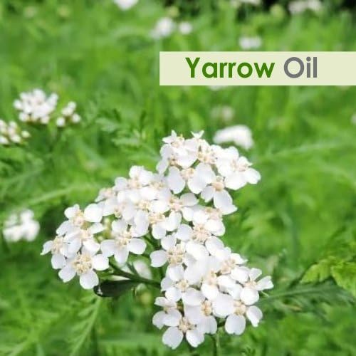 Yarrow Essential Oil (Achillea millefolium) Pure & Natural - Undiluted Uncut Premium Oil -Therapeutic Grade- Use for Aromatherapy (1 Fl Oz (Pack of 1))