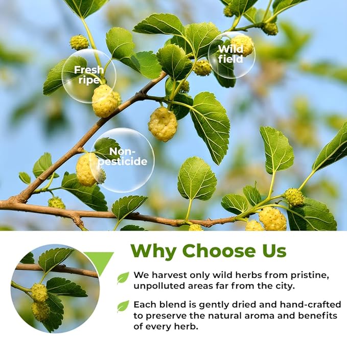 50 Bags White Mulberry Tea Mulberry Leaf Herbal Tea (Morus Alba) - 50 Count 1.5g Bags Herb Hoja De Morera