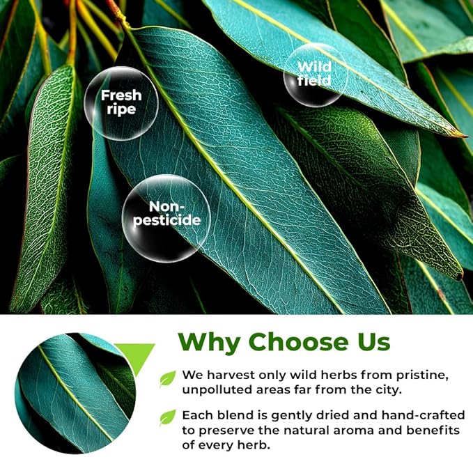 4 oz Dried Eucalypt Leaves Dry Herbal Tea (Eucalyptus) 113g Long Big Eucalyptus Leaf Herb Hojas De Eucalipto