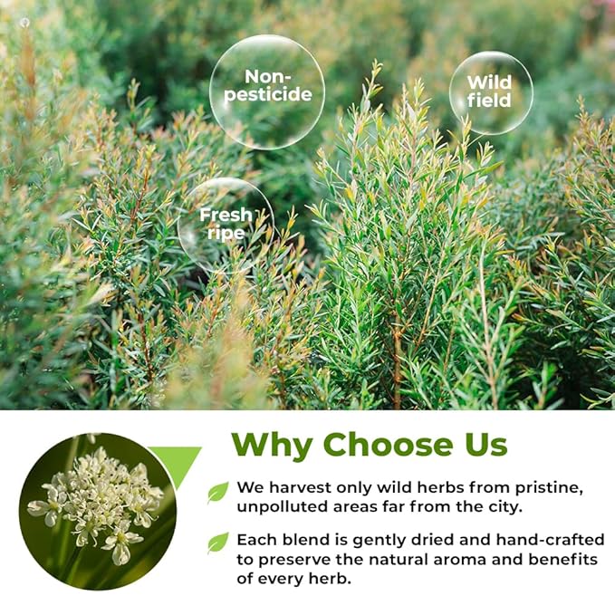 50 Bags Dried Anise Seeds Anaise Seeds Herb Tea (Pimpinella Anisum) - 50 Count 1,5 g Bags Anise Seed Herbal Tea Semilass De Anis