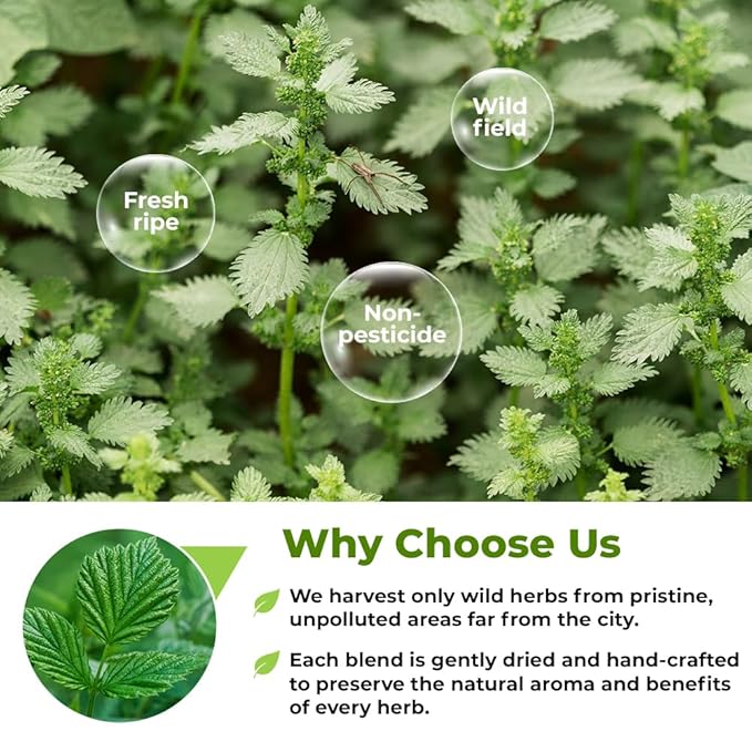 30 Bags Catnip Tea Catnip Herb Tea (Nepeta L.) - 30 Count 1.5g Bags Cat Nip Leaf Herb Hierba Gatera