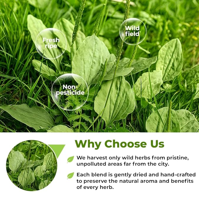 4 oz. Broadleaf Plantain Leaf Herb Tea Dried Plaintains Leaves (Plantago Majoris Folia) - 113g Greater Plantain Leaf Tea Llanten