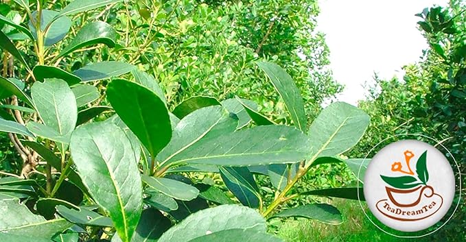 Yerba Mate Tea - Green Cut & Sifted - Unsmoked Energy Boost - 100 Tea Bags - Packed with Nutrients - Your Perfect Coffee Replacement