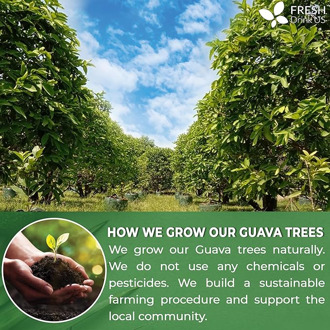 FreshDrinkUS, 6oz Guava Dried Leaves (CUT & SIFTED), 100% Natural & Pure from Dried Guava Leaves, Guava Loose Leaf Tea, No Additives, No Caffeine, Vegan