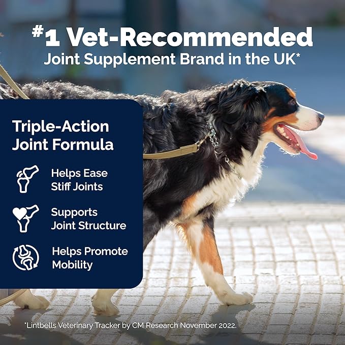Yumove Hip & Joint Supplement for Dogs - with Glucosamine Chondroiton, Green Lipped Mussel, Hyaluronic Acid, and Omega 3 Joint Supplement for Stiffness and Mobility - 60 Chews (Large/XL Dogs)