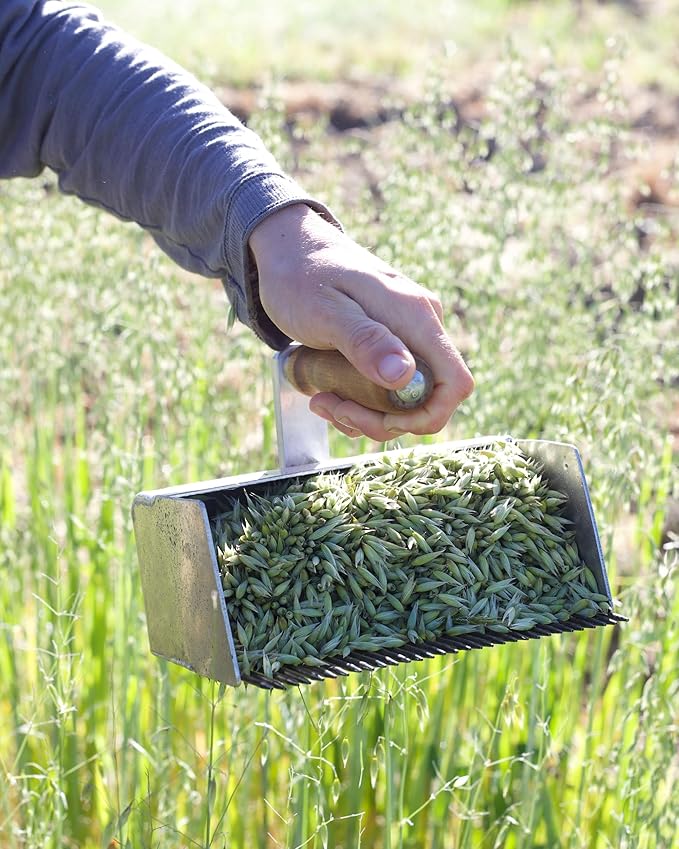 Herb Pharm Certified Organic Oat Seed Liquid Extract for Nervous System Support, Organic Cane Alcohol, 1 Fl Oz