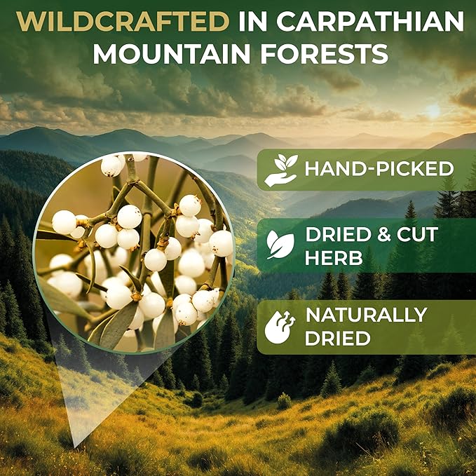 30 Bags Dried Mistletoe Herb Tea (Viscum) - 30 Count 1.5g Tea Bags Mistletoe Herb Muerdago