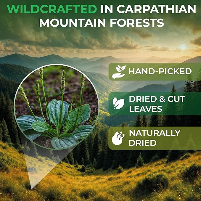 30 Bags Plantain Leaf Herb Tea Dried Plaintains Leaves (Plantago Major) - 30 Count 2g Tea Bags Greater Broadleaf Plantain Leaf Llanten