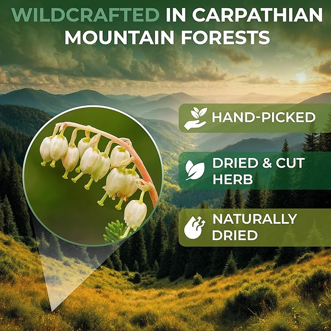 24 Bags Dried Cut Sidebells Wintergreen Herb Tea (Orthilia Secunda) - 24 Count 1.5g Tea Bags One-Sided Wintergreen Orthilia (Peralito)