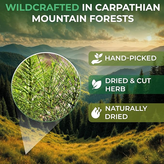 20 Bags Dried Horsetail Herb Tea Shavegrass Cola De Caballo Hierba (Equisetum Arvense) - 20 Count 1.5 g Tea Bags Horsetail Leaf Leaves Herb