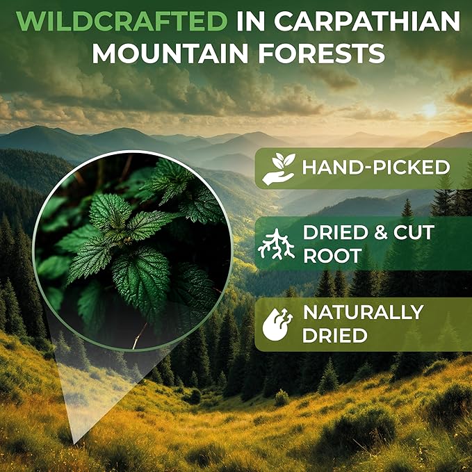 30 Bags Nettle Root Dried Stinging Nettle Root Herbal Tea - 30 Count 2g Bags Herb Tea Raíz De Ortiga