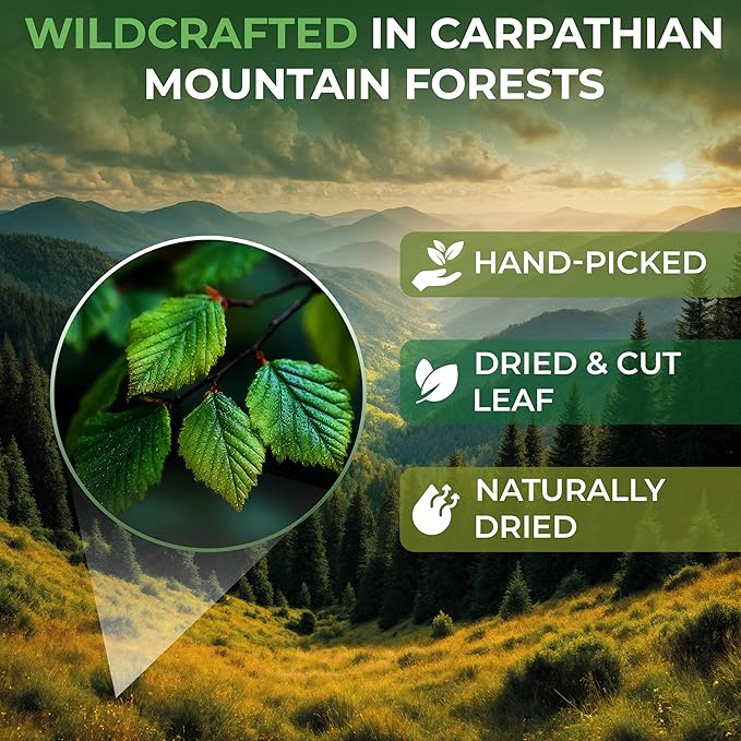 2 oz. Hazel Leaf Herbal Tea (Folium Coryli avellanae) – 56g Dried Hazel Leaf Tea Hojas de Avellano